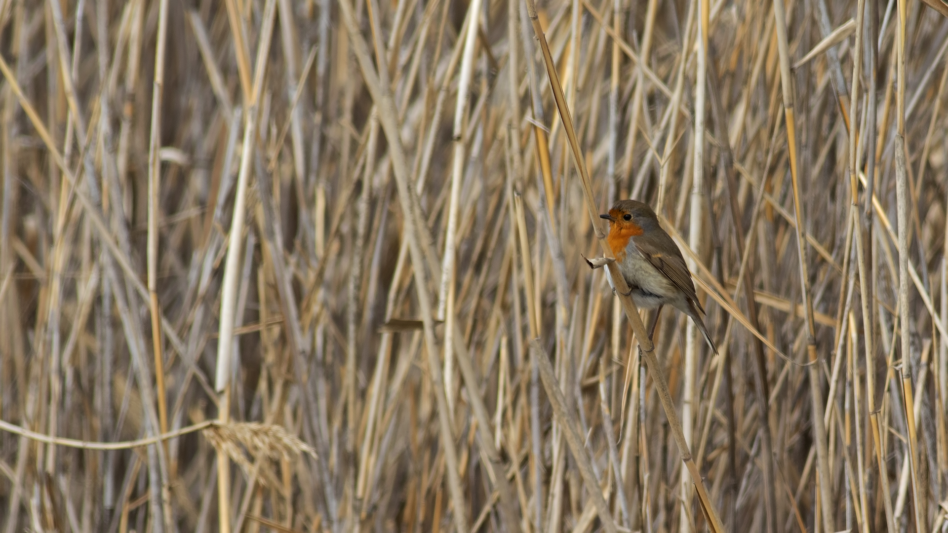European Robin